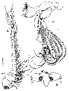 Espce Arcticomisophria bathylaptevensis - Planche 2 de figures morphologiques