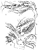 Espce Arcticomisophria bathylaptevensis - Planche 3 de figures morphologiques