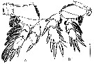 Espce Arcticomisophria bathylaptevensis - Planche 6 de figures morphologiques