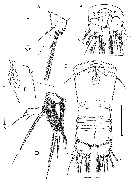 Espce Arcticomisophria bathylaptevensis - Planche 7 de figures morphologiques