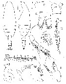 Espce Bradyetes weddellanus - Planche 1 de figures morphologiques