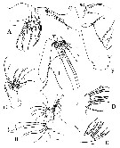 Espce Bradyetes weddellanus - Planche 2 de figures morphologiques