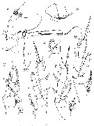 Espce Bradyetes weddellanus - Planche 3 de figures morphologiques