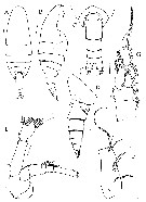 Espce Bradyetes curvicornis - Planche 1 de figures morphologiques