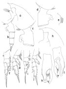 Espce Paraeuchaeta investigatoris - Planche 1 de figures morphologiques