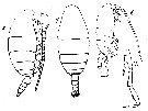 Espce Spinocalanus antarcticus - Planche 7 de figures morphologiques