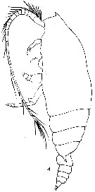 Espce Gaetanus antarcticus - Planche 11 de figures morphologiques