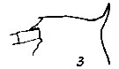 Espce Gaetanus latifrons - Planche 8 de figures morphologiques