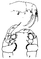 Espce Hemirhabdus grimaldii - Planche 11 de figures morphologiques