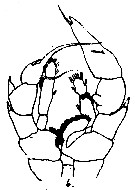 Espce Heterorhabdus profundus - Planche 1 de figures morphologiques