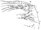Espce Augaptilus glacialis - Planche 11 de figures morphologiques