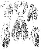 Espce Pseudocyclopia giesbrechti - Planche 5 de figures morphologiques