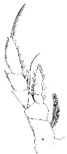 Espce Augaptilus glacialis - Planche 14 de figures morphologiques
