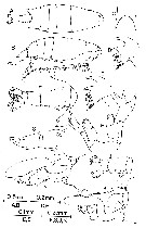 Espce Labidocera carpentariensis - Planche 1 de figures morphologiques