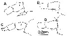 Espce Labidocera carpentariensis - Planche 3 de figures morphologiques