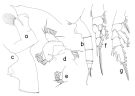 Espce Paraeuchaeta parabbreviata - Planche 1 de figures morphologiques