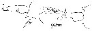 Espce Labidocera japonica - Planche 7 de figures morphologiques