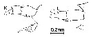 Espce Labidocera pectinata - Planche 6 de figures morphologiques