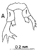 Espce Labidocera carpentariensis - Planche 4 de figures morphologiques
