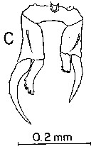 Espce Labidocera papuensis - Planche 3 de figures morphologiques