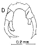 Espce Labidocera japonica - Planche 8 de figures morphologiques
