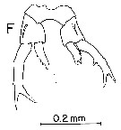 Espce Labidocera rotunda - Planche 7 de figures morphologiques