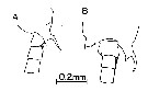 Espce Labidocera carpentariensis - Planche 5 de figures morphologiques