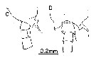 Espce Labidocera moretoni - Planche 5 de figures morphologiques