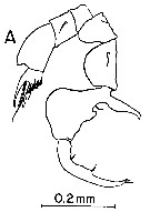 Espce Labidocera carpentariensis - Planche 6 de figures morphologiques