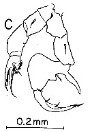Espce Labidocera papuensis - Planche 5 de figures morphologiques