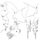 Espce Paraeuchaeta anfracta - Planche 1 de figures morphologiques