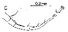 Espce Labidocera papuensis - Planche 6 de figures morphologiques