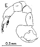Species Labidocera pectinata - Plate 9 of morphological figures