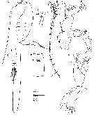 Espce Caiconectes antiquus - Planche 1 de figures morphologiques
