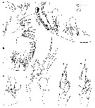 Espce Caiconectes antiquus - Planche 2 de figures morphologiques