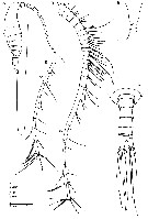 Espce Azygonectes plumosus - Planche 1 de figures morphologiques
