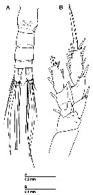 Espce Azygonectes plumosus - Planche 4 de figures morphologiques