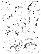 Espce Edaxiella rubra - Planche 1 de figures morphologiques