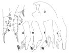 Espce Paraeuchaeta pavlovskii - Planche 2 de figures morphologiques