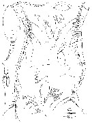 Espce Enantronoides bahamensis - Planche 1 de figures morphologiques