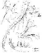 Espce Enantiosis bermudensis - Planche 1 de figures morphologiques