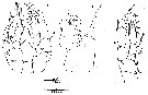 Espce Enantiosis bermudensis - Planche 3 de figures morphologiques