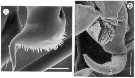 Espce Enantiosis belizensis - Planche 2 de figures morphologiques