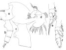 Espce Paraeuchaeta scopaeorhina - Planche 1 de figures morphologiques
