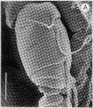 Espce Enantiosis belizensis - Planche 5 de figures morphologiques
