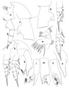 Espce Paraeuchaeta sesquipedalis - Planche 1 de figures morphologiques