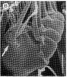 Espce Edaxiella rubra - Planche 5 de figures morphologiques