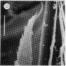 Espce Edaxiella rubra - Planche 6 de figures morphologiques