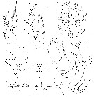 Species Enantiosis conspinulata - Plate 1 of morphological figures