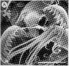 Espce Epacteriscus cuspidantennula - Planche 4 de figures morphologiques